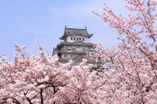 Osaka Castle Park Cherry Blossom Viewing.