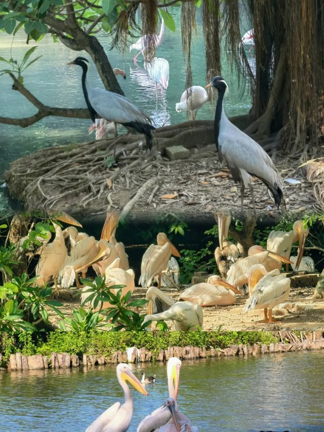 廣州南沙原生態竹子打造的水鳥世界生態園