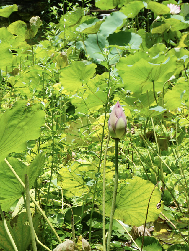 夏日來東莞 總要去嶺南美術館看一看吧