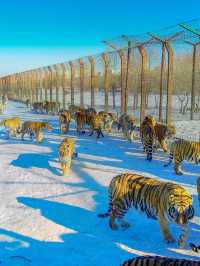 Harbin's Winter Wonders: Ice Castles & Tiger Trails 🐯❄️