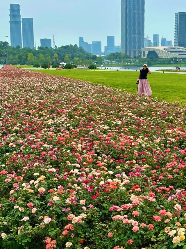 Chengdu!! Xinglong Lake!! Who understands the 500-meter rose waterfall?!