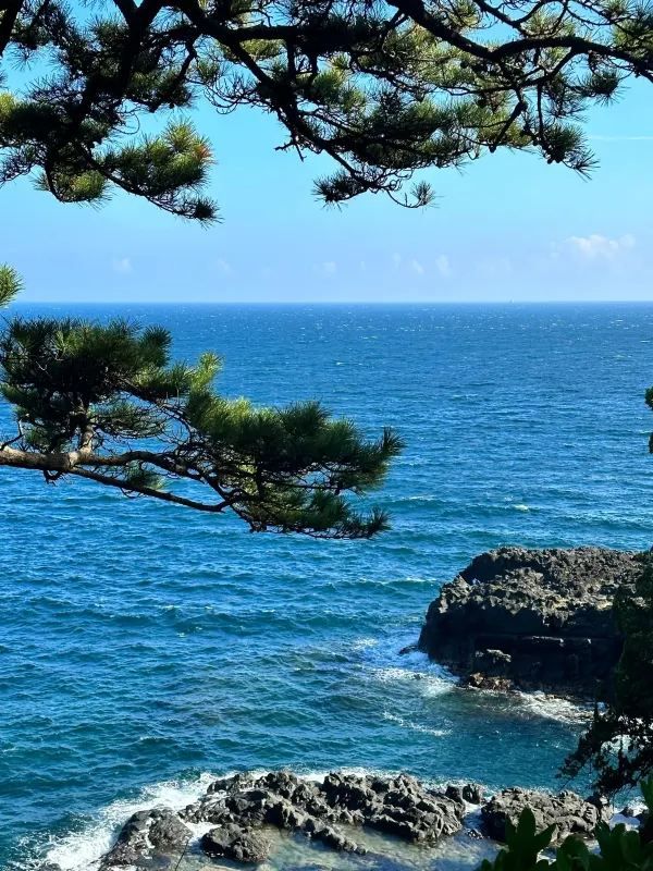 伊豆！被嚴重低估的東京周邊小城一日遊攻略🌊🏞️