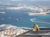 Come see the Apes of Gibraltar!