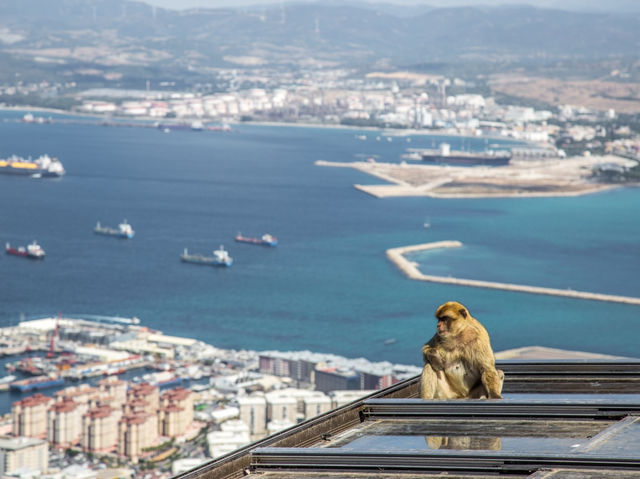 Come see the Apes of Gibraltar!