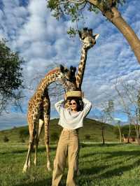Tanzania Safari - loves giraffes the most🥰❤️