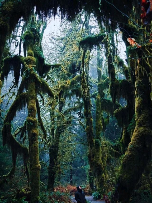 TThe Hoh Rain Forest  is rich in diverse flora and fauna❤️