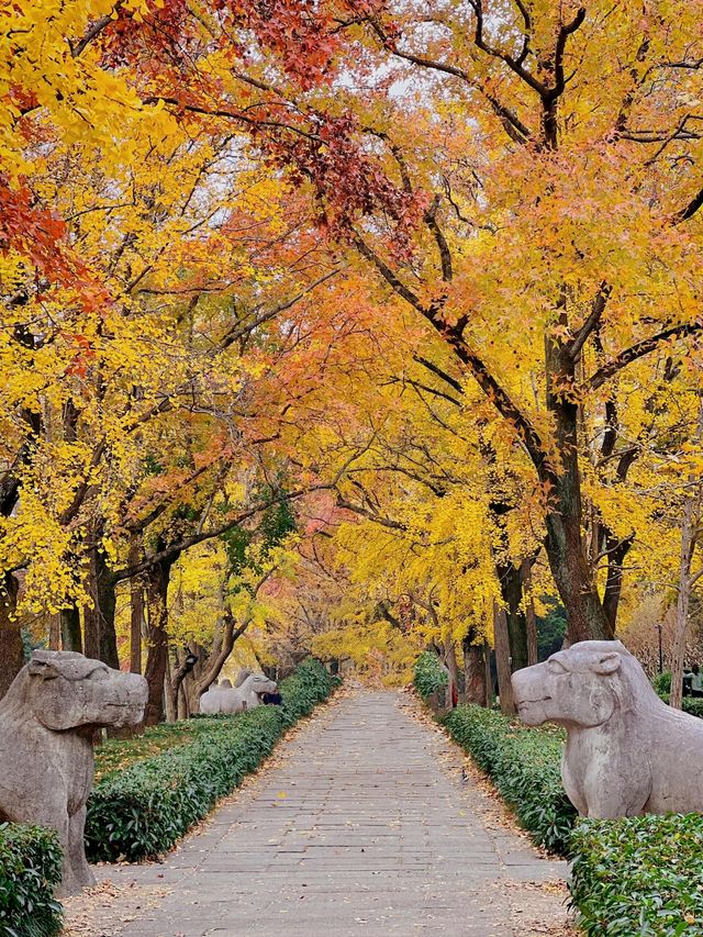 如果錯過了明孝陵的秋天,那該有多遺憾呀。