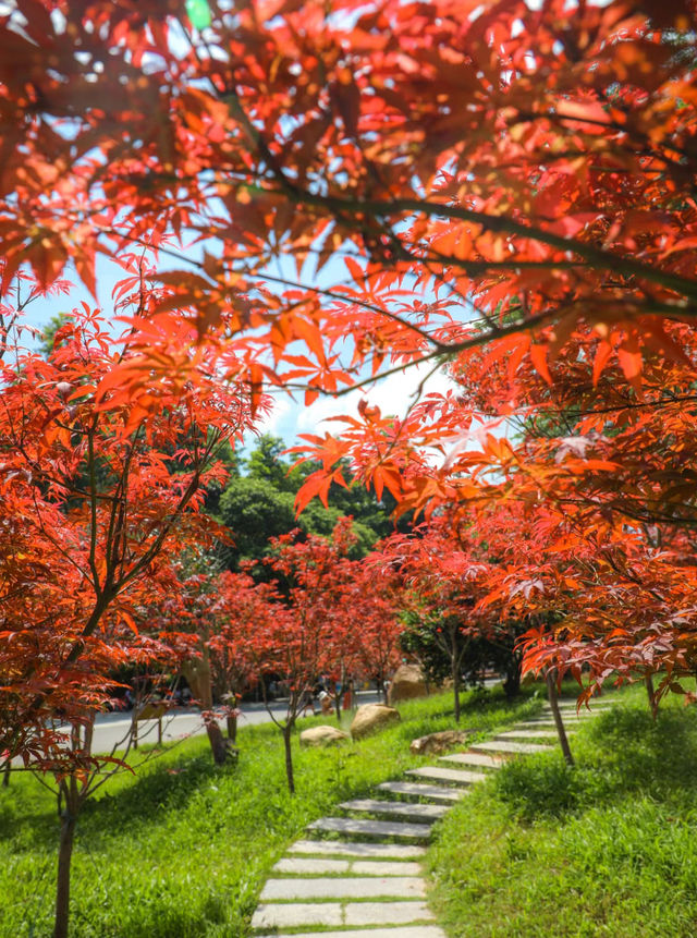 廣州入秋了,這片楓樹林紅了,秋意滿滿。