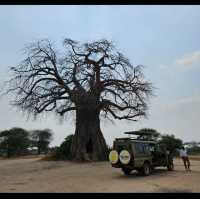 Tarangire national park wildlife 