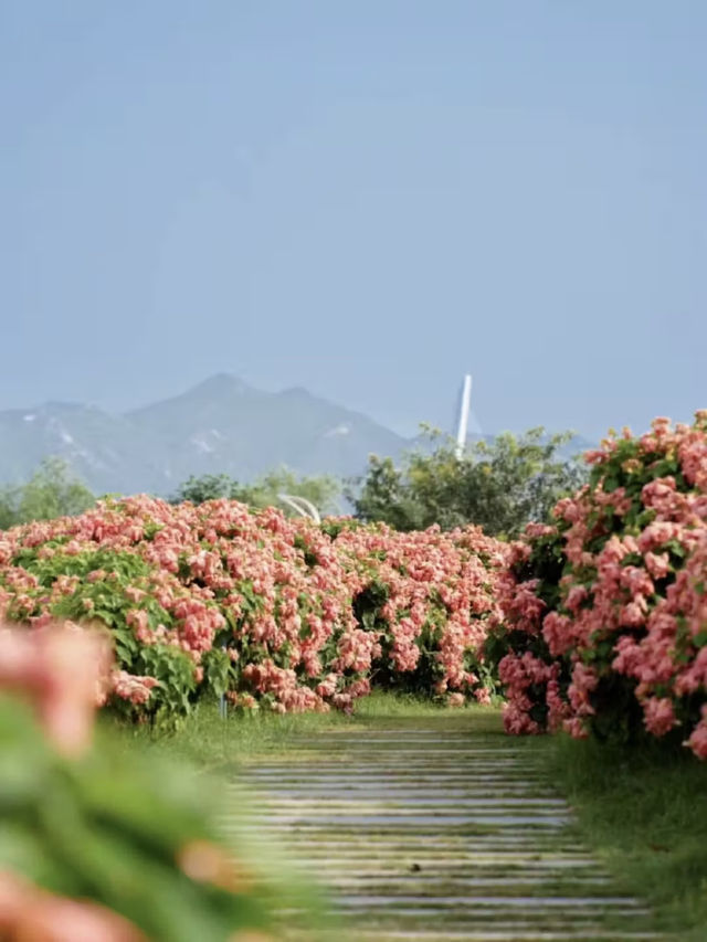 堪比莫奈花園！就在深圳灣流花山！