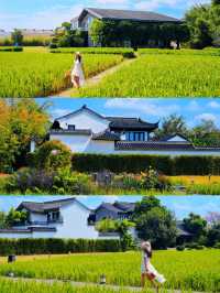 不用去大理！廣東也有自己的「喜洲稻田」。