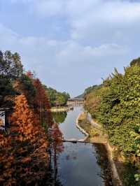 廣州白雲區帽峰山| 入秋了這片楓葉林紅了秋意滿滿！。