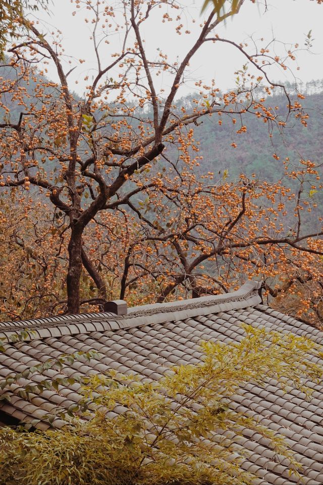 中國甜柿第一村錾子石村，甜蜜滿溢的鄉村傳奇！