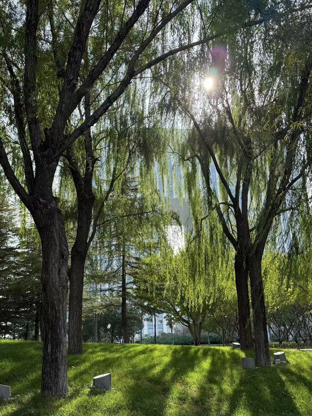 秋天的鄭州龍子湖公園，銀杏金黃！