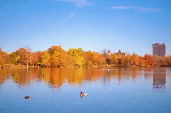 Discover the Majestic Ginkgo Tree at Prospect Park