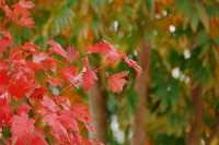 11月20日實拍上海這裡的楓葉已經紅啦。