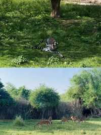 迪拜野生動物園打卡（附詳細攻略）。