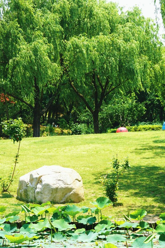 成都 | 賞銀杏遊玩的好去處（附蛟龍港活水公園攻略）。