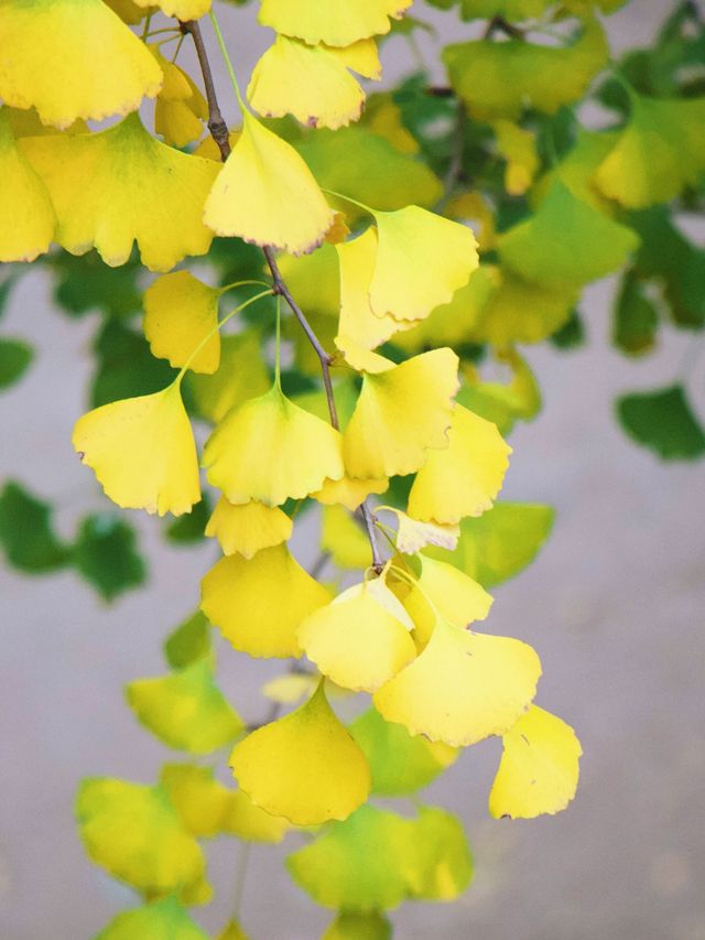 雲頂山寺賞銀杏攻略，周末出遊好去處。