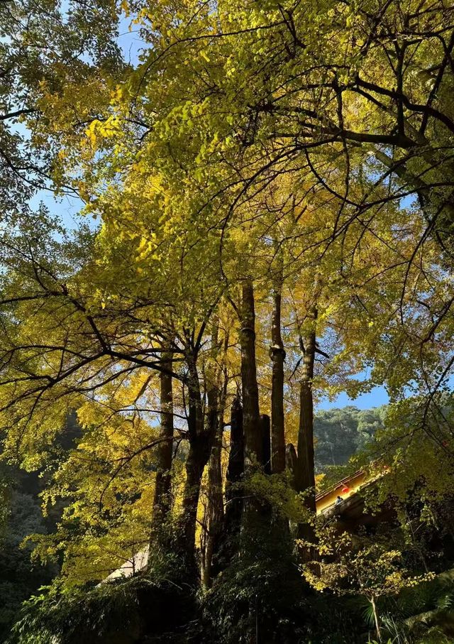 白岩寺｜成都周邊深秋銀杏好去處。