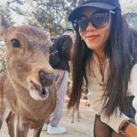 🦌 Oh deer! Looks like Nara just stole my heart😍♥️