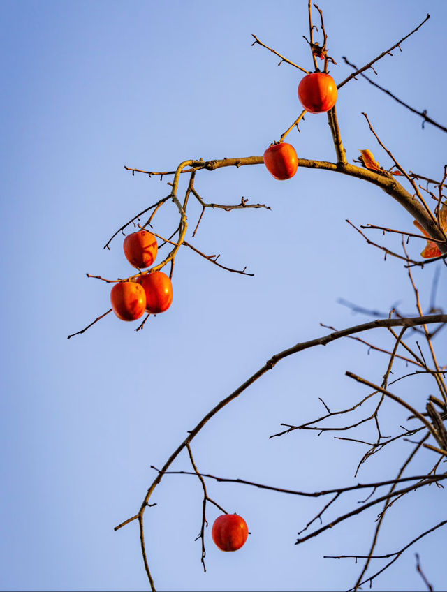 烏村，又到杉樹漸紅時！。