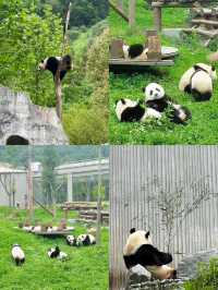 吸「貓」界的天花板／臥龍中華大熊貓苑神樹坪基地