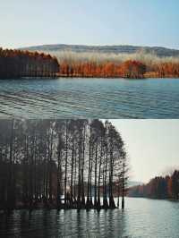 層林盡染，這片小眾紅杉林太值得