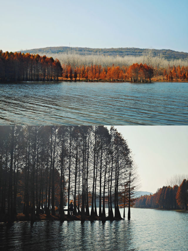 層林盡染，這片小眾紅杉林太值得
