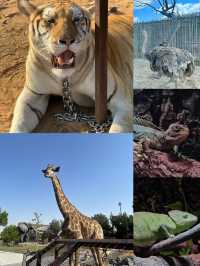 敢不敢來迪拜野生動物園逛逛