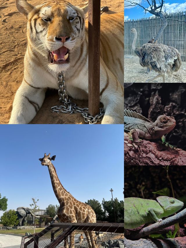 敢不敢來迪拜野生動物園逛逛