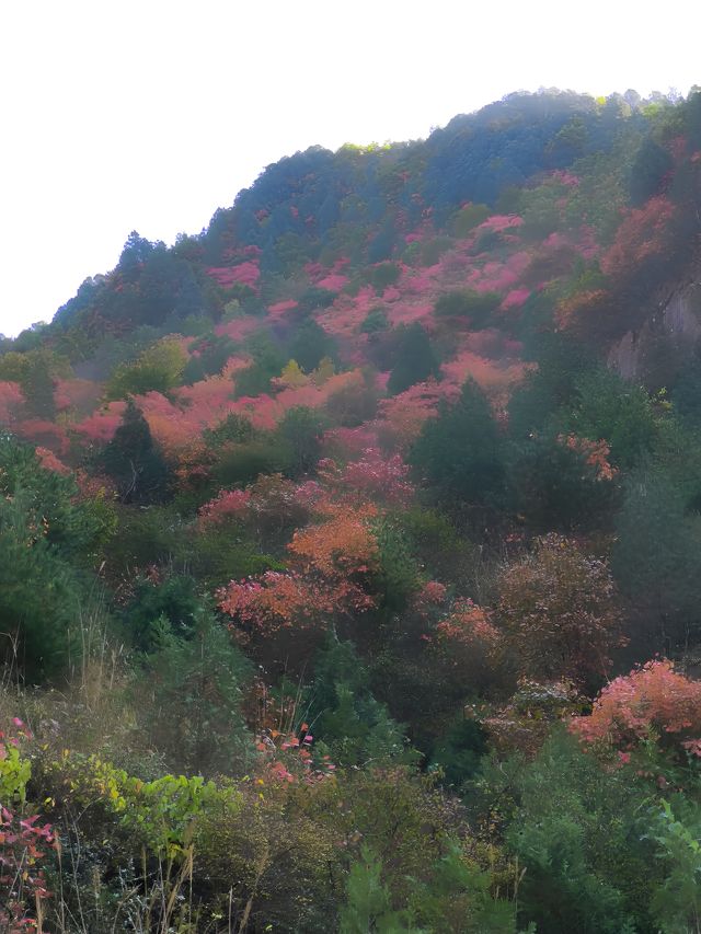 秦嶺峽口紅葉感受大自然的鬼斧神工