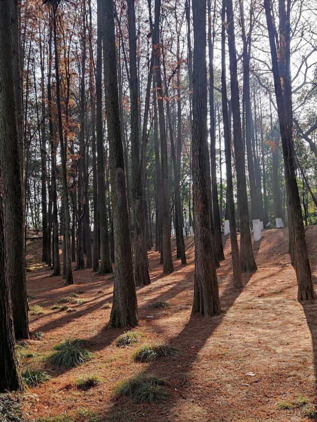 湖南省岳陽市南湖公園‖徒步者的樂園