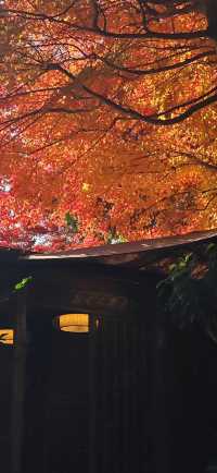 【最美紅葉季】兜兜轉轉嵯峨野，看罷山林看古寺…