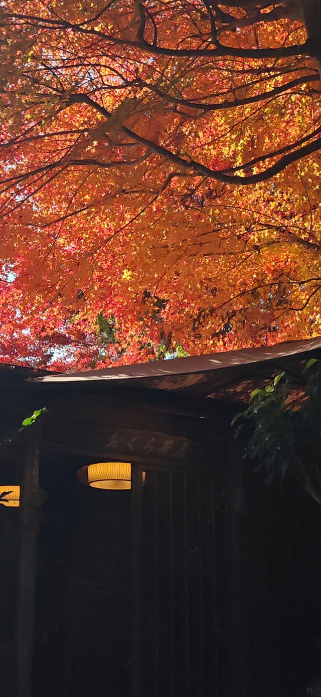 【最美紅葉季】兜兜轉轉嵯峨野，看罷山林看古寺…