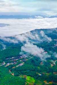 茗韻景邁——世界遺產：普洱景邁山古茶林文化景觀