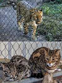 50%0FF休斯頓動物園開啟你與動物的零距離接觸
