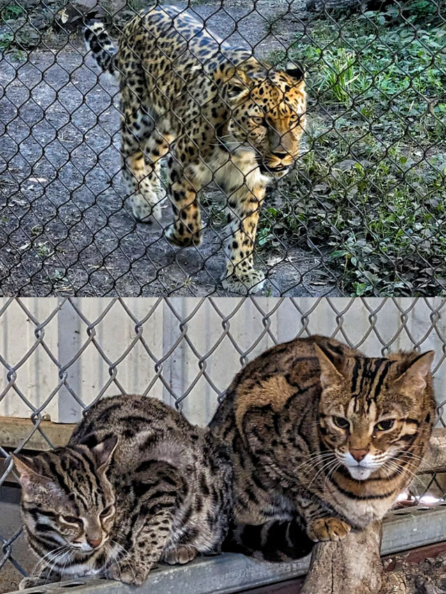 50%0FF休斯頓動物園開啟你與動物的零距離接觸