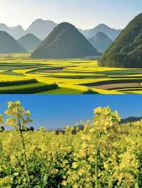 羅平已回，說點難聽大實話。