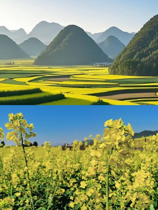 羅平已回，說點難聽大實話。