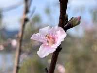 2月華南迎來桃花盛開