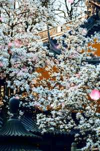 南京春日限定！靈谷寺白玉蘭超強攻略