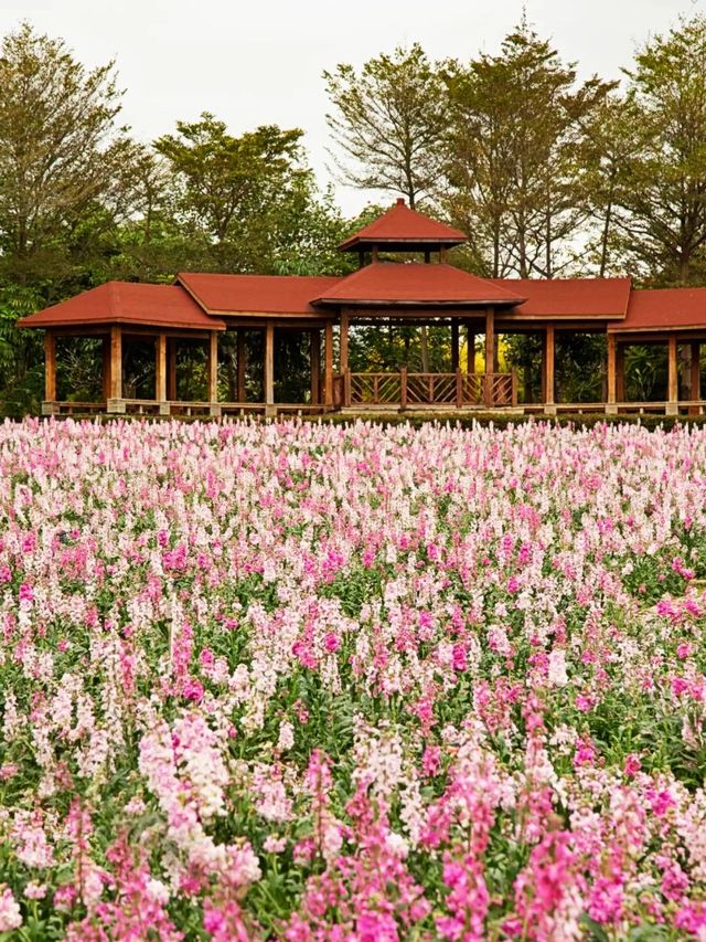 廈門園博苑植物園丨解鎖年味新玩法