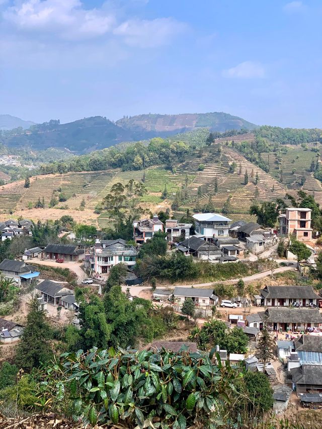 普洱茶，田園風光！