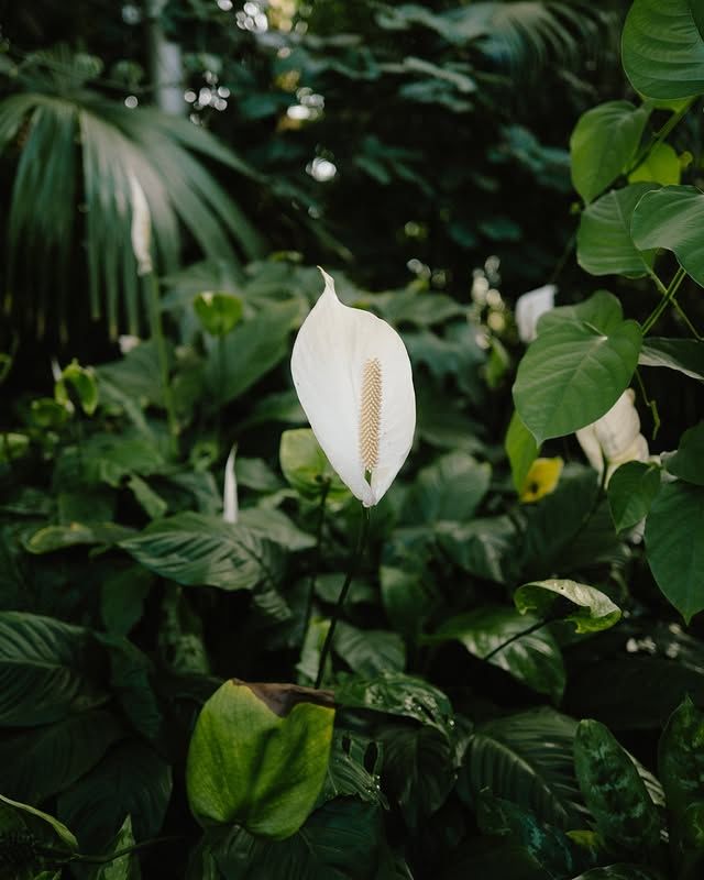 瑞典隆德植物園：在綠意盎然的自然中，放鬆心靈 