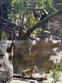 在新加坡可以入住萬態雨林野生動物園？
