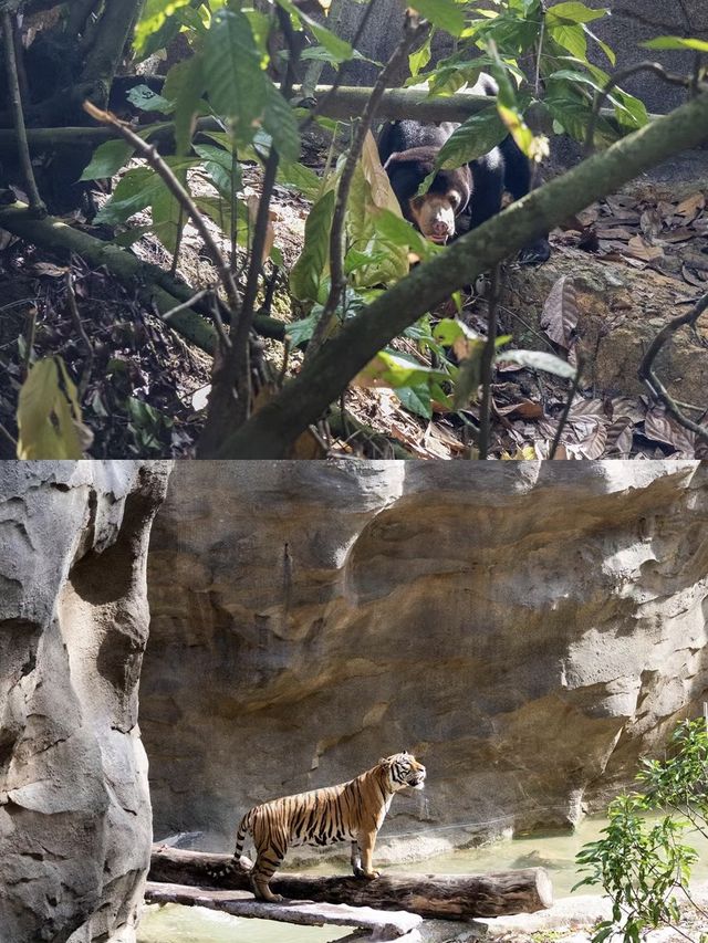 在新加坡可以入住萬態雨林野生動物園？