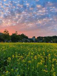 🌼深圳觀瀾版畫村油菜花海🌼