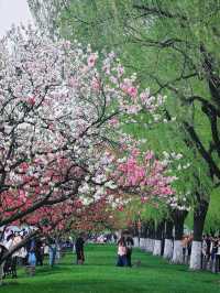 西湖三月天美景，賞花攻略不容錯過，二月梅花正盛