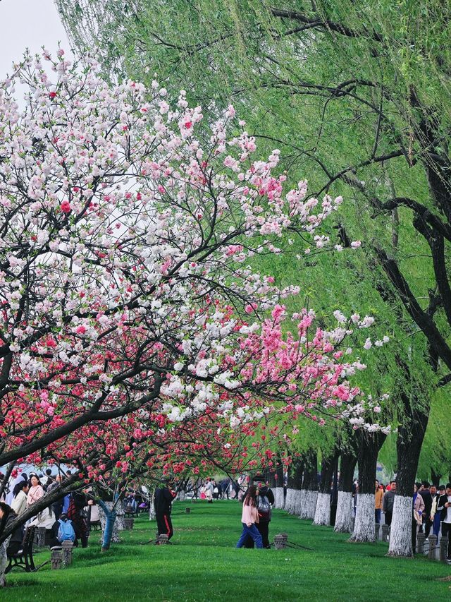 西湖三月天美景，賞花攻略不容錯過，二月梅花正盛